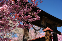 蘇羅比古神社