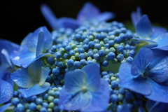 紫陽花②