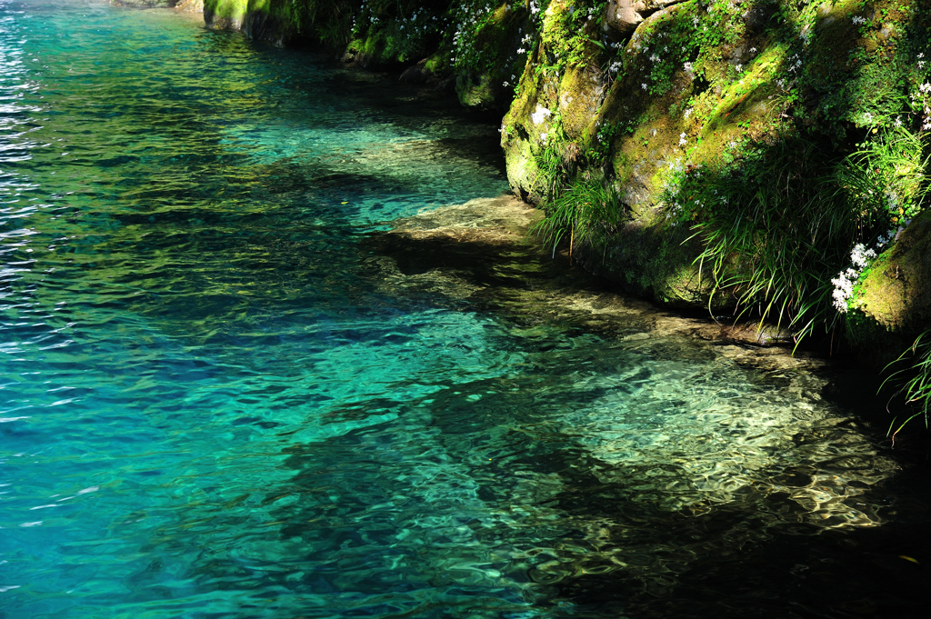 にこ淵　大文字草