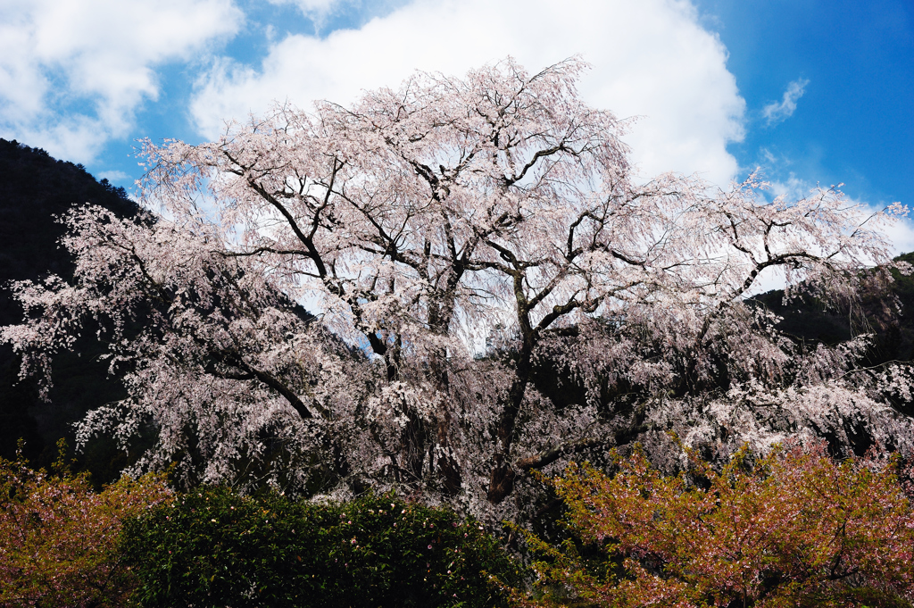 竹下桜