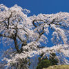 与一野のしだれ桜