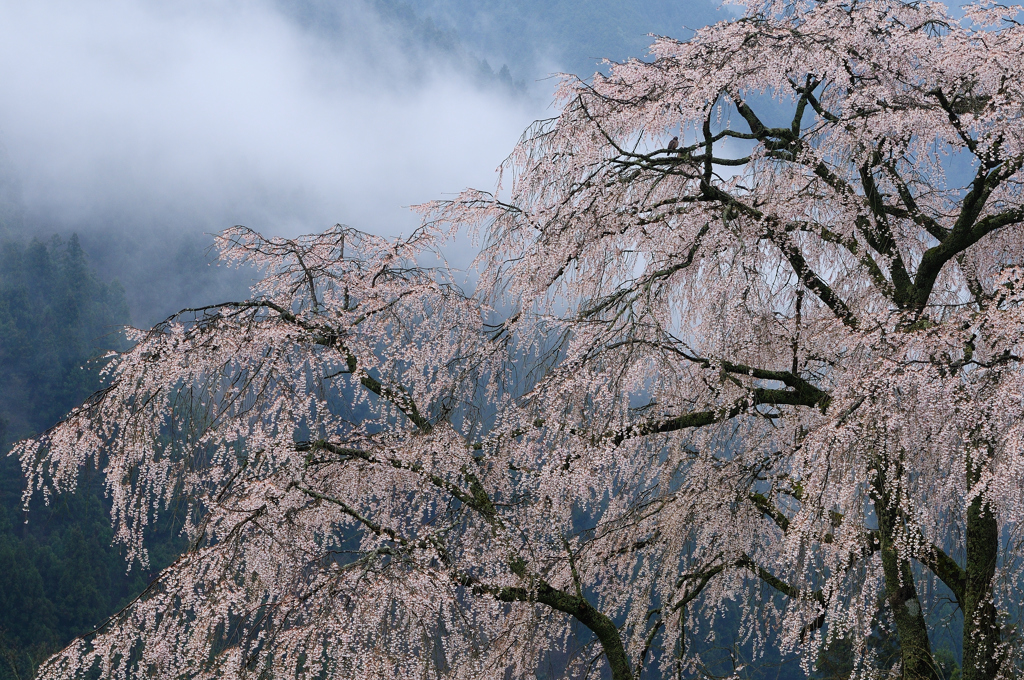 湯の山　しだれ桜③