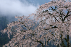 湯の山　しだれ桜③