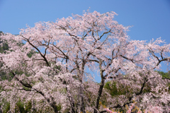 竹下桜
