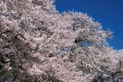 上殿さくら公園の桜