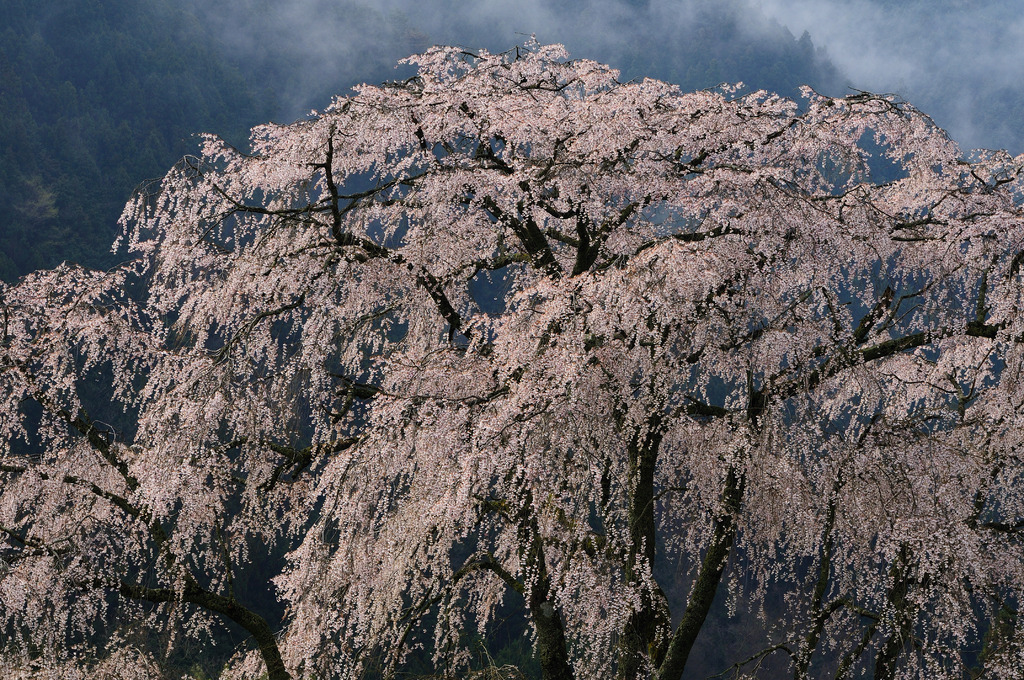 湯の山　枝垂桜