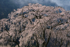 湯の山　枝垂桜
