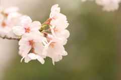 桜ってみんな好き