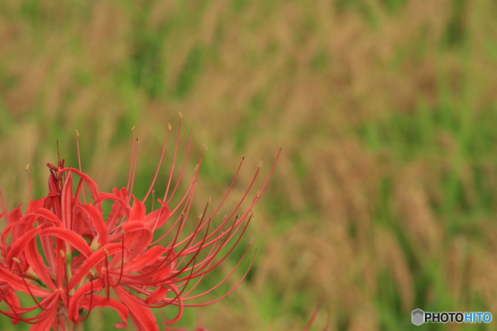 時を告げる花、食べごろを告げる花