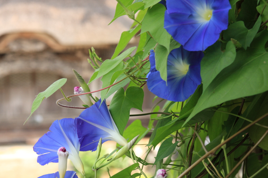 咲く花、しぼむ花