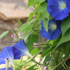 咲く花、しぼむ花