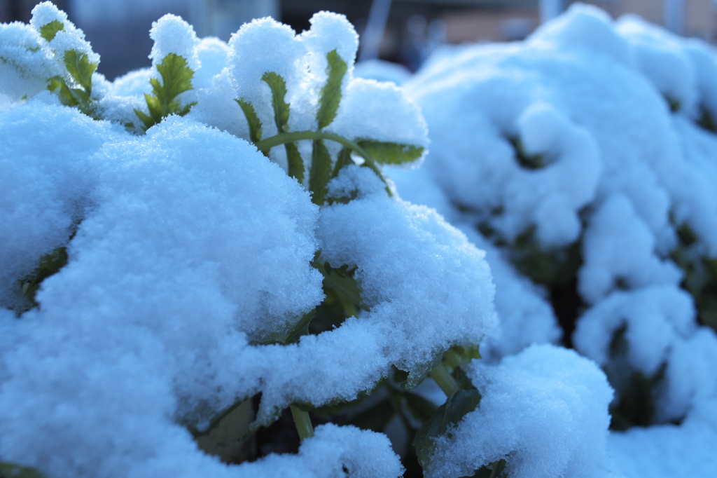 雪にも負けず