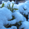 雪にも負けず