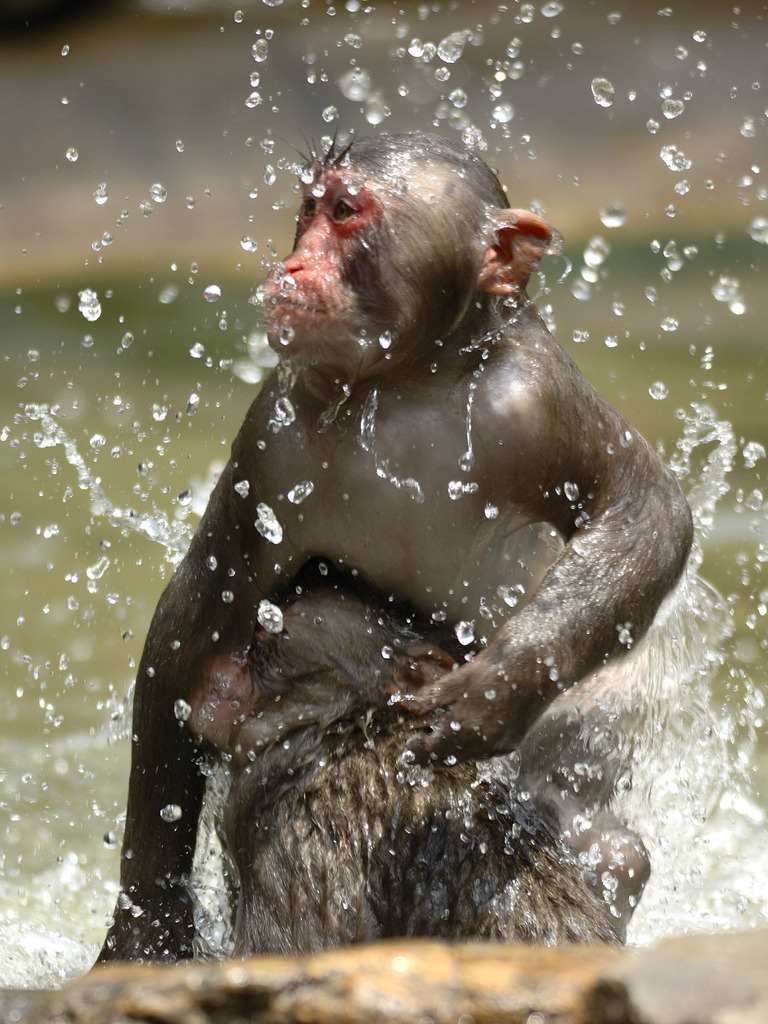 Water Monkeys