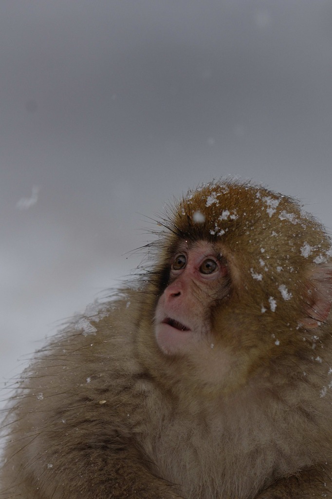 雪が落ちてきたよ
