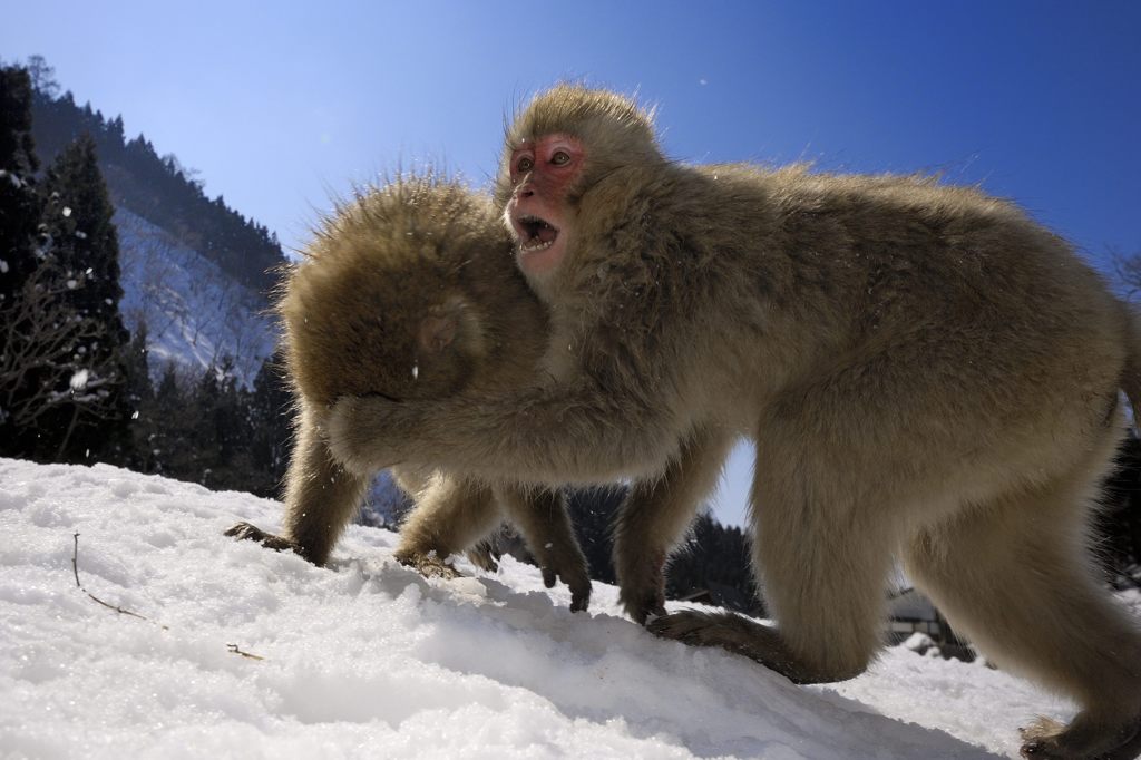 勝利の雄叫び