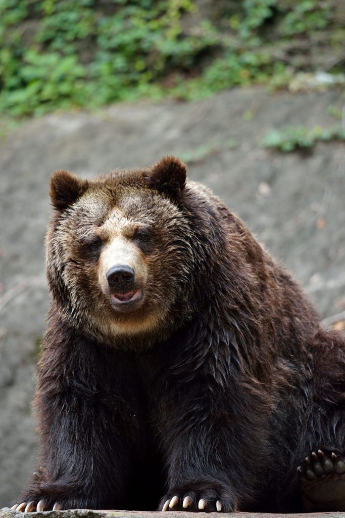 クマさん