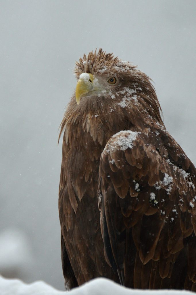 雪の日のオジロワシ