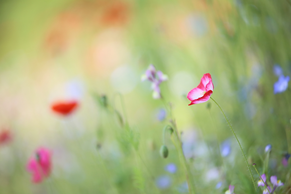 シャーレーポピーの花畑