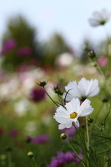 10月の花便り