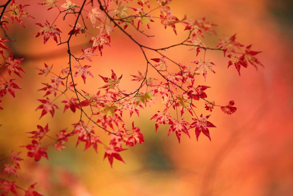 秋は、紅く紅く