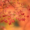 秋は、紅く紅く