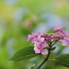 【花紀行】紫陽花からの伝言