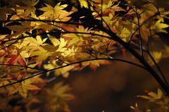 晩秋なもみじ　その①