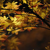 晩秋なもみじ　その①