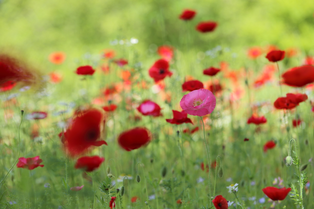 華やかな花畑