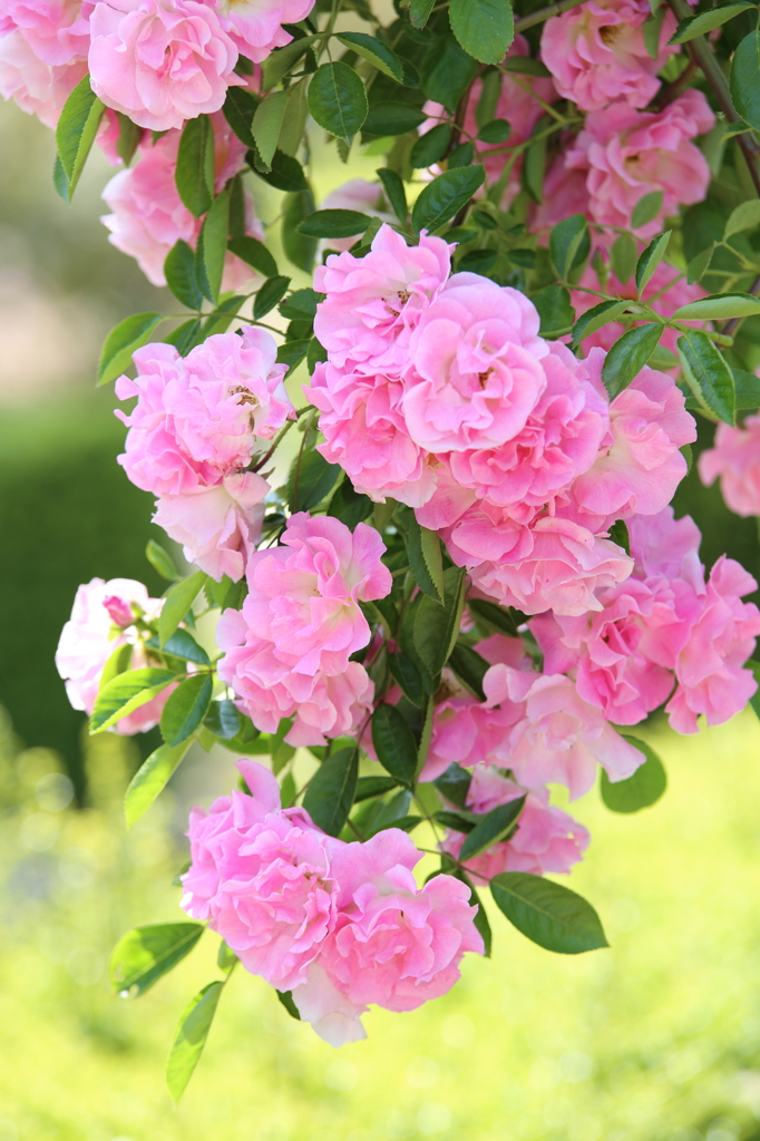 ５月の花飾り