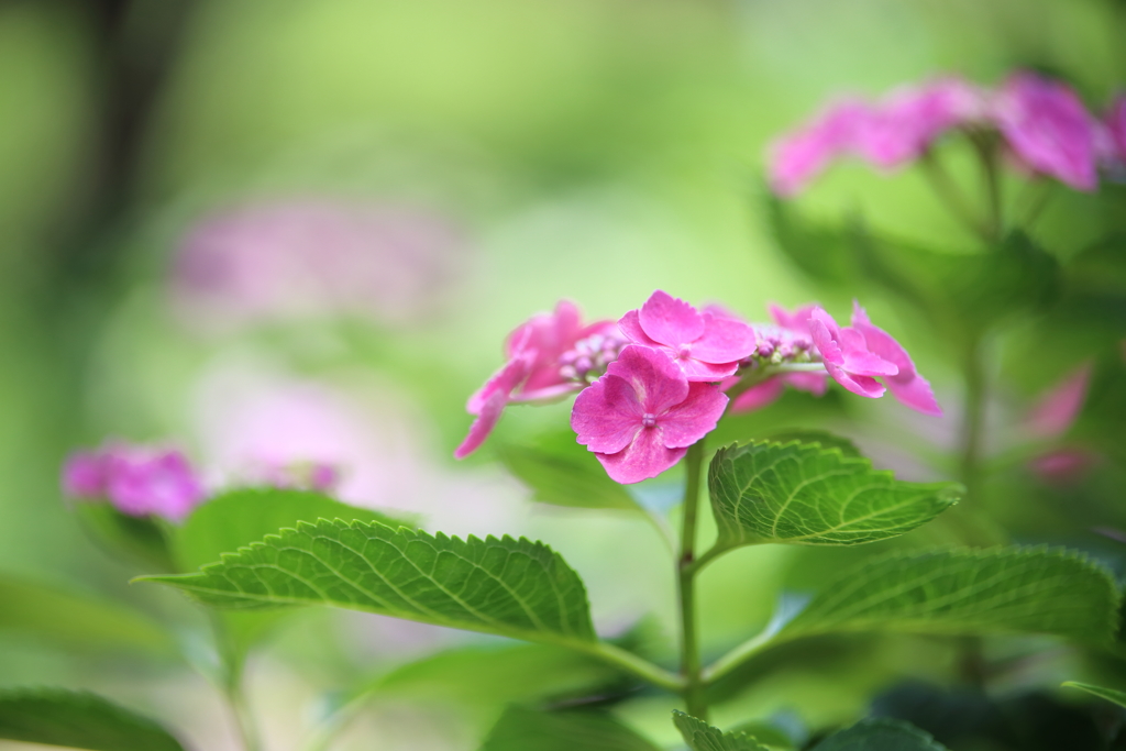 公園を彩る