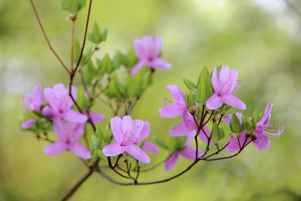 芽吹きの緑を背景に
