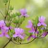 芽吹きの緑を背景に