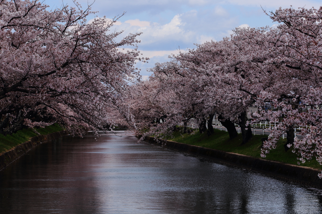 水辺の桜並木