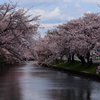 水辺の桜並木