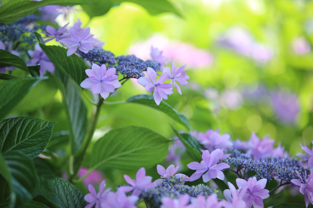 【花紀行】紫陽花からの伝言