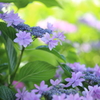 【花紀行】紫陽花からの伝言