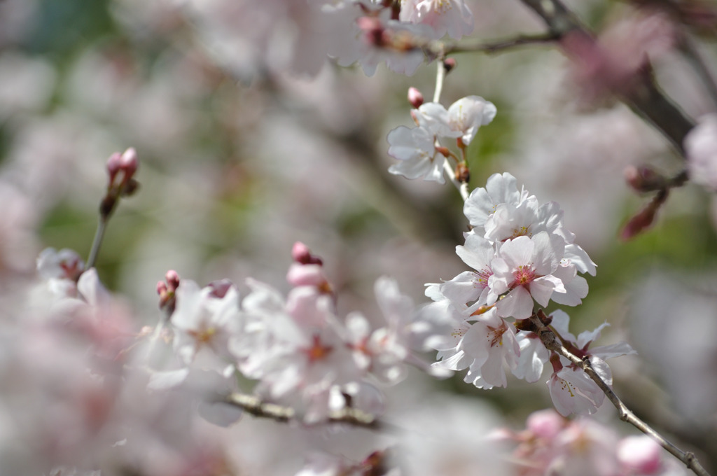 咲いてる・・・