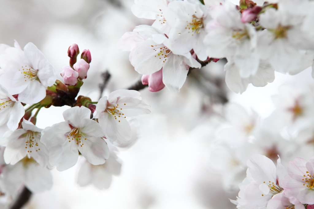 枝線上の桜