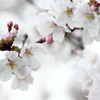 枝線上の桜