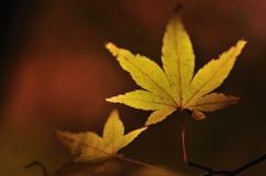 スポットライト