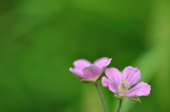 水辺の小花