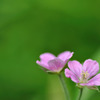 水辺の小花