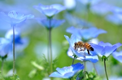 蜂の舞う野に青が浮かぶ