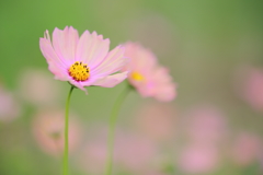 花色は虹のごとく