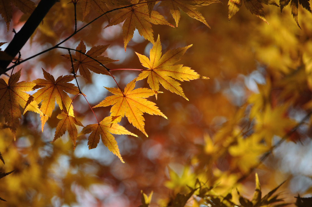 晩秋なもみじ　その②