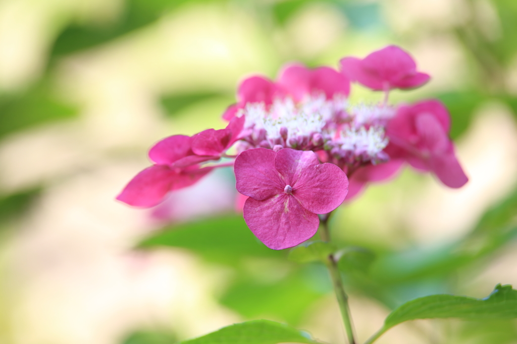 【花紀行】紫陽花からの伝言