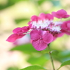 【花紀行】紫陽花からの伝言