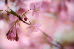 桜色久しく